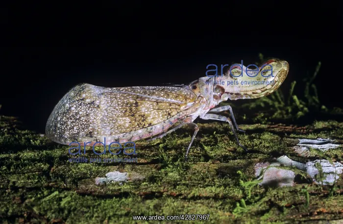 : LANTERN FLY - Peanut head bug : LANTERN FLY - Peanut head bug