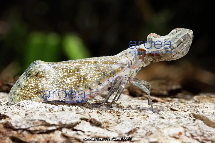 : Lanternfly / 'Peanut-head bug' / 'alligator bug' : Lanternfly / 'Peanut-head bug' / 'alligator bug'