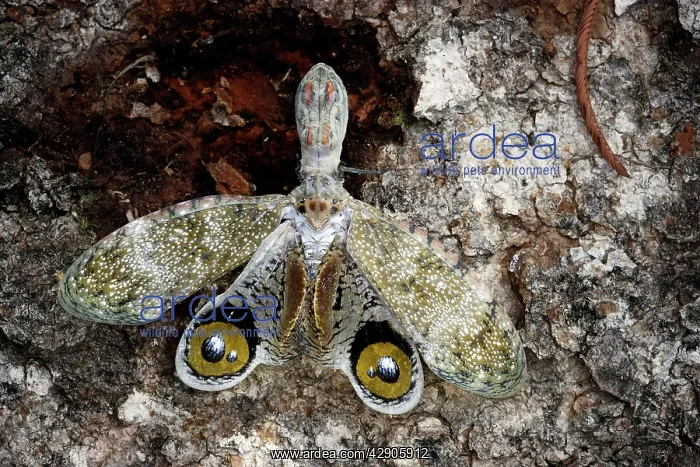 : lanternfly or 'Peanut-head bug' or 'alligator bug' : lanternfly or 'Peanut-head bug' or 'alligator bug'