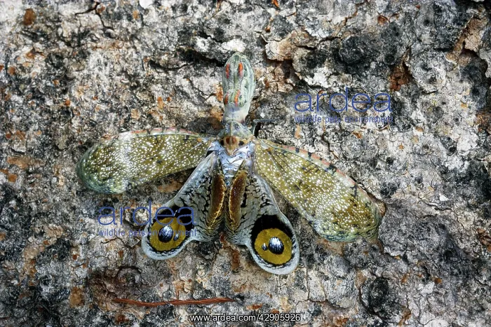 : Lanternfly / 'Peanut-head Bug' / 'Alligator Bug' : Lanternfly / 'Peanut-head Bug' / 'Alligator Bug'