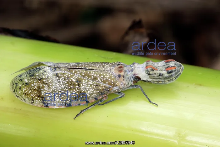 : Lanternfly / 'Peanut-head Bug' / 'Alligator Bug' : Lanternfly / 'Peanut-head Bug' / 'Alligator Bug'
