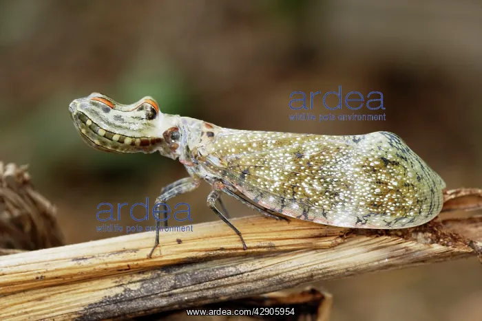 : Lanternfly / 'Peanut-head Bug' / 'Alligator Bug' : Lanternfly / 'Peanut-head Bug' / 'Alligator Bug'