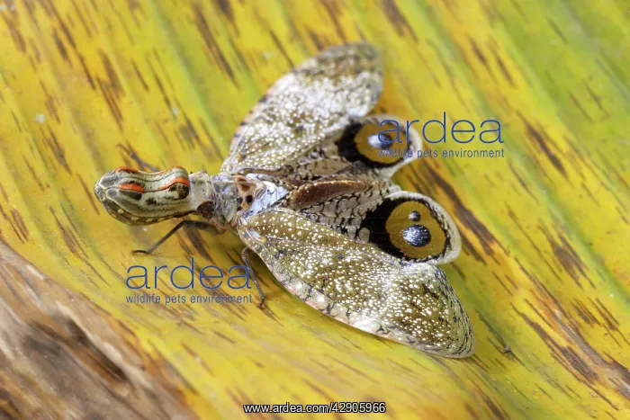 : Lanternfly / 'Peanut-head Bug' / 'Alligator Bug' : Lanternfly / 'Peanut-head Bug' / 'Alligator Bug'