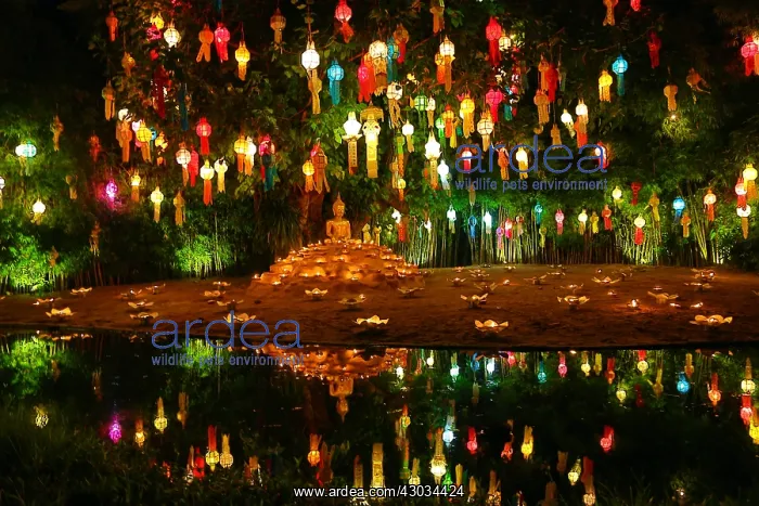 : Lanterns and candles reflected in a pool with a : Lanterns and candles reflected in a pool with a