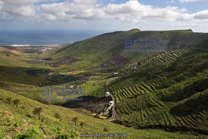  : Lanzarote. Canary Islands