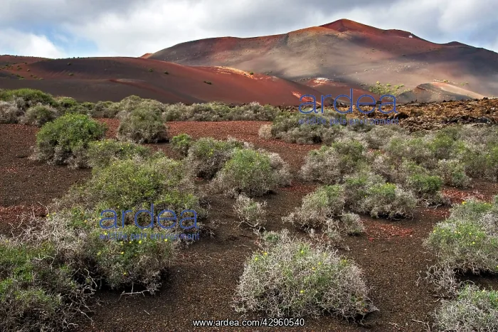 : Lanzarote - volcanic landscape near to Timanfaya : Lanzarote - volcanic landscape near to Timanfaya