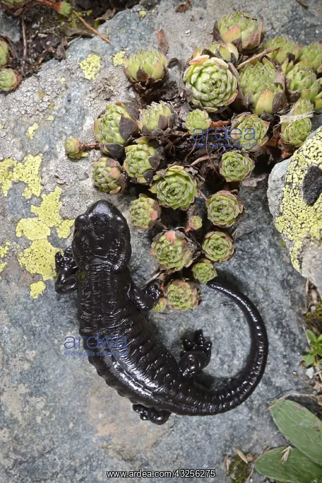 : Lanza's Salamander (Salamandra lanzai) on a st : Lanza's Salamander (Salamandra lanzai) on a st