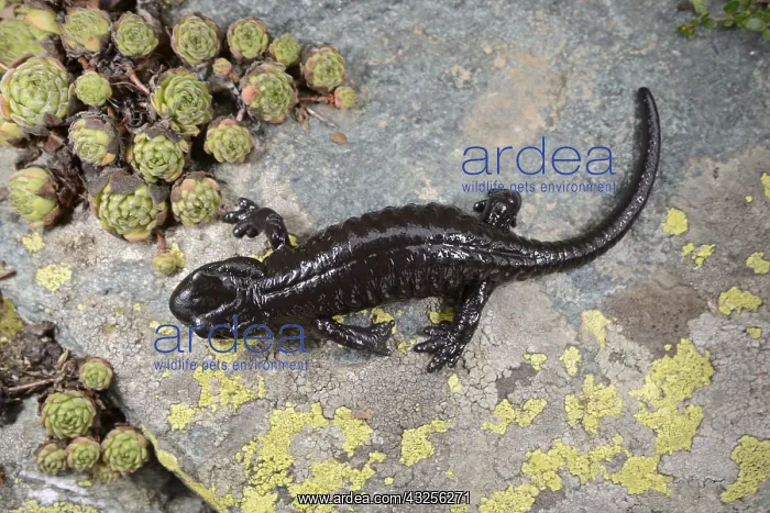 : Lanza's Salamander (Salamandra lanzai) walking : Lanza's Salamander (Salamandra lanzai) walking