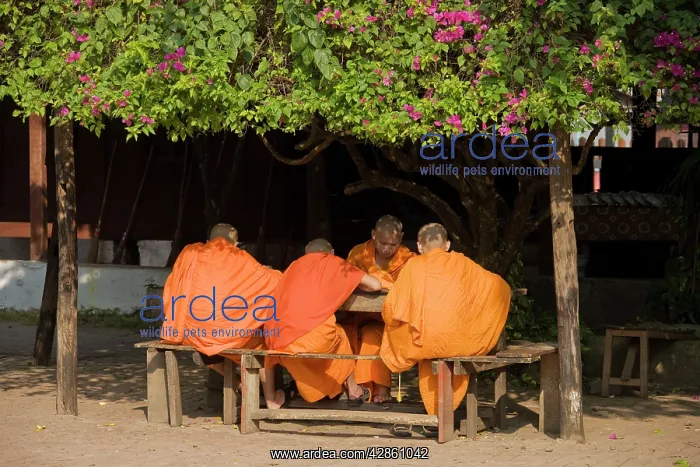 : Laos - A group of Buddhist novices at their studies : Laos - A group of Buddhist novices at their studies