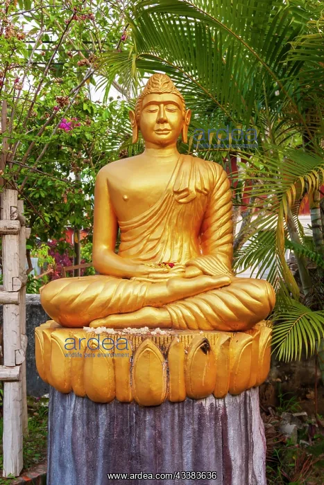: Laos, Luang Prabang. Golden Buddha statue with elongated : Laos, Luang Prabang. Golden Buddha statue with elongated