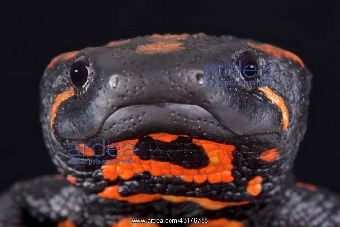 : Laos warty newt (Laotriton laoensis), Saysomboun : Laos warty newt (Laotriton laoensis), Saysomboun
