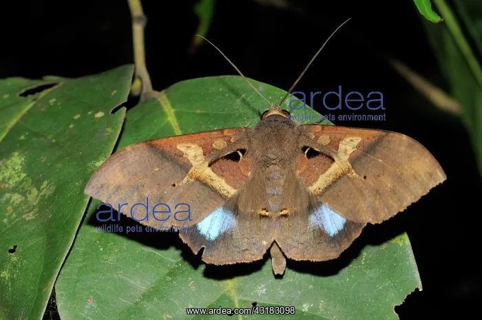 : Laotian Noctuid Moth : Laotian Noctuid Moth