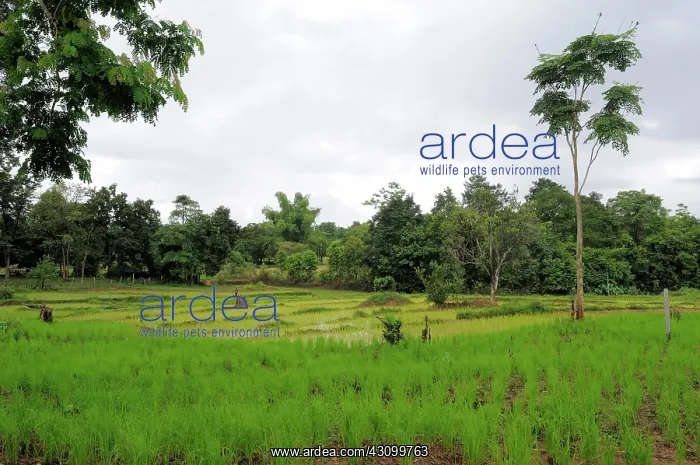 : Laotian Rice Fields : Laotian Rice Fields