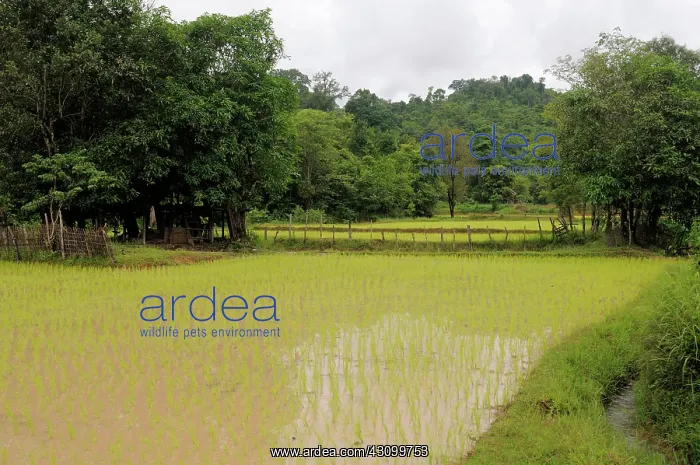 : Laotian Rice Paddy : Laotian Rice Paddy