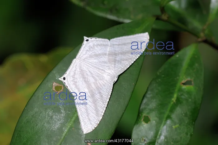 : Laotian Uraniid Moth : Laotian Uraniid Moth