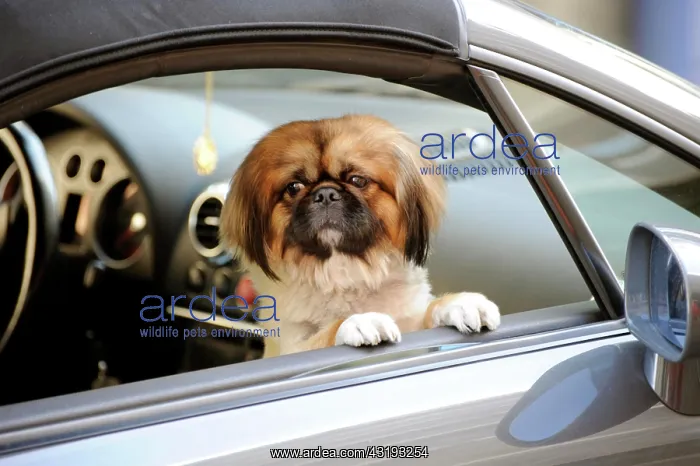 : Lapdog, Pekingese or Pekinese dog in a car, Munich : Lapdog, Pekingese or Pekinese dog in a car, Munich