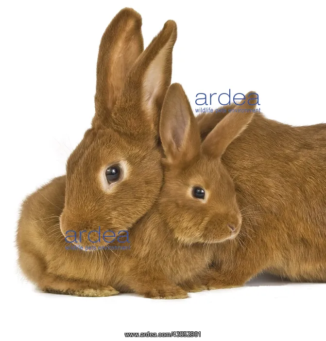 : Lapine Fauve de Bourgogne with its rabbit : Lapine Fauve de Bourgogne with its rabbit