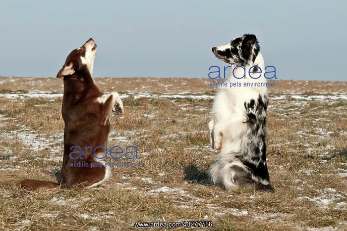 : Lapinporokoira and a Border Collie standing on their : Lapinporokoira and a Border Collie standing on their