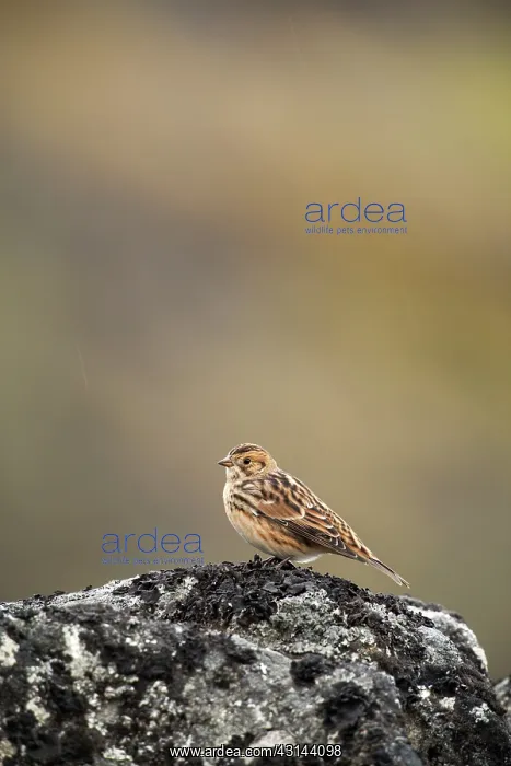 : Lapland Bunting : Lapland Bunting