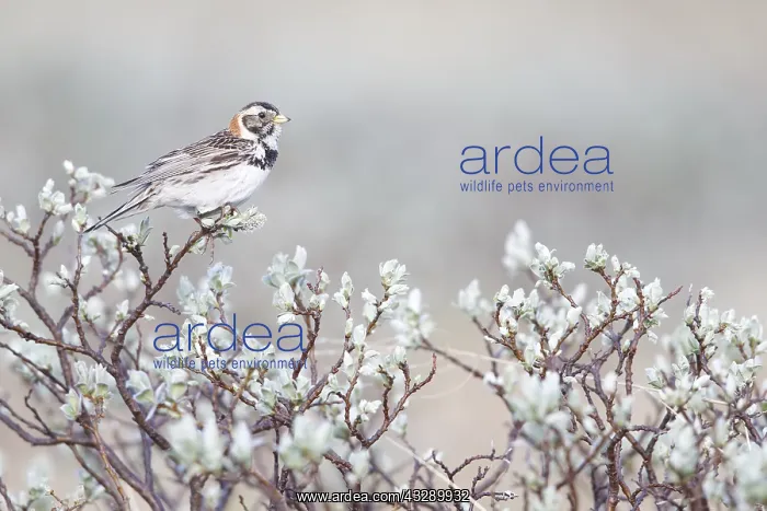 : Lapland Bunting (Calcarius lapponicus) adult fe : Lapland Bunting (Calcarius lapponicus) adult fe