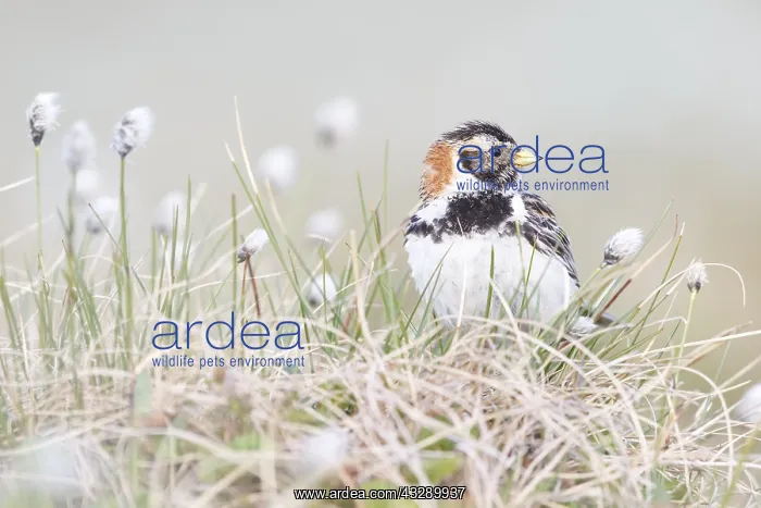  : Lapland Bunting (Calcarius lapponicus) adult fe