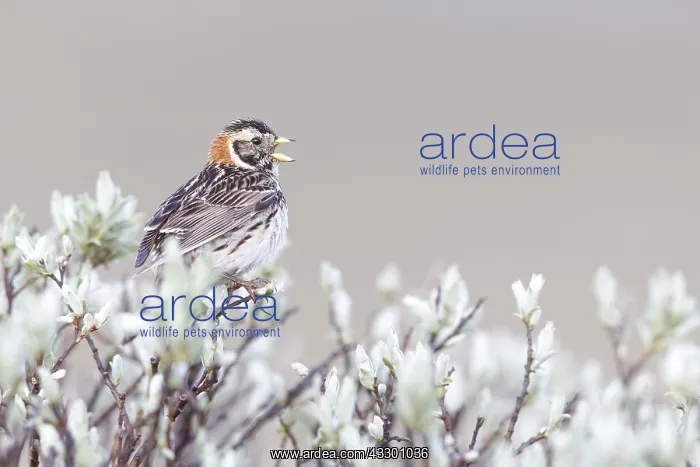  : Lapland Bunting (Calcarius lapponicus) adult fe