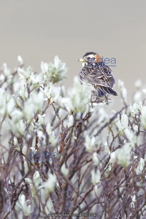 : Lapland Bunting (Calcarius lapponicus) adult fe : Lapland Bunting (Calcarius lapponicus) adult fe