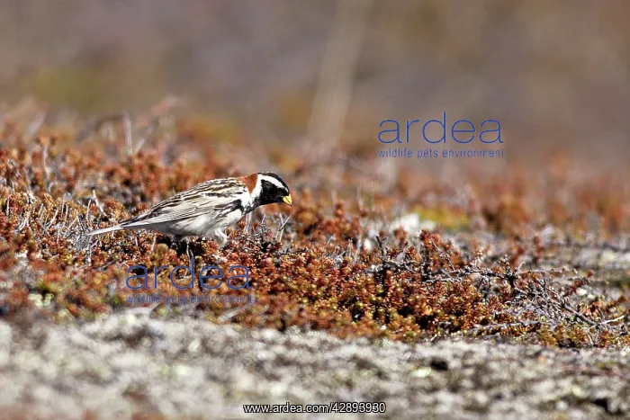 : Lapland Bunting / Longspur - male : Lapland Bunting / Longspur - male