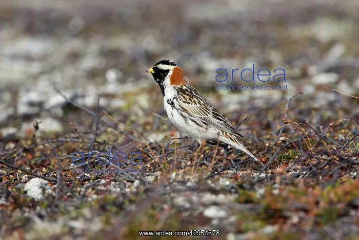 : Lapland Bunting / Longspur - Male in Summer Plumage : Lapland Bunting / Longspur - Male in Summer Plumage