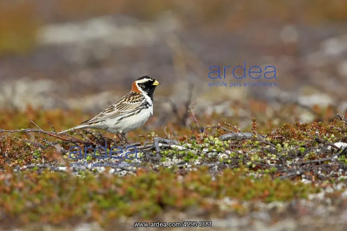 : Lapland Bunting / Longspur - Male in Summer Plumage : Lapland Bunting / Longspur - Male in Summer Plumage