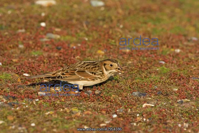 : Lapland Bunting / Longspur - Winter plumage - feeding : Lapland Bunting / Longspur - Winter plumage - feeding