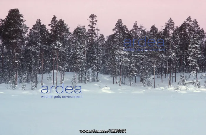 : LAPLAND - Forest in Winter and snow : LAPLAND - Forest in Winter and snow
