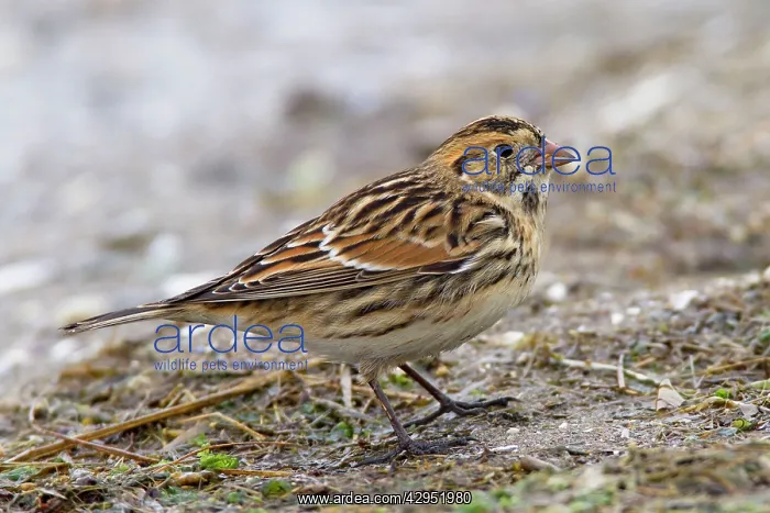 : Lapland Longspur : Lapland Longspur