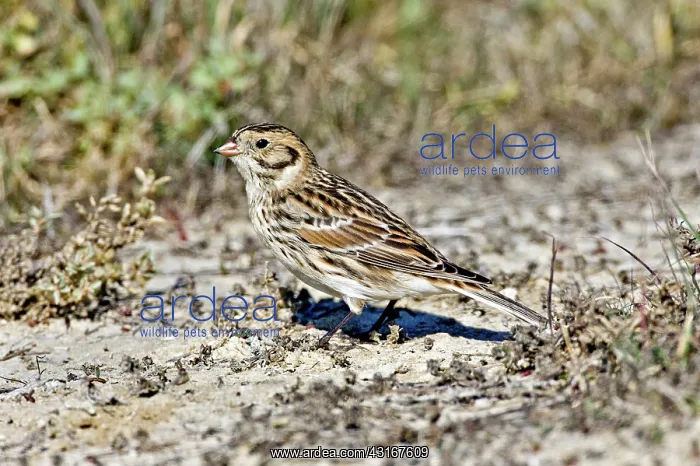 : Lapland Longspur : Lapland Longspur