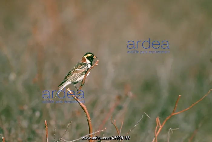 : Lapland Longspur (Calcarius lapponicus) : Lapland Longspur (Calcarius lapponicus)