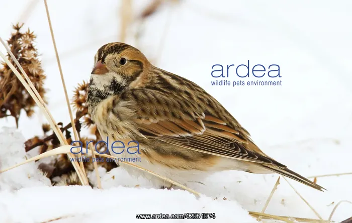  : Lapland Longspur - on ground in snow
