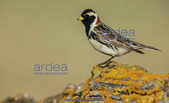 : Lapland longspur in it's summer home on the arctic tundra of : Lapland longspur in it's summer home on the arctic tundra of