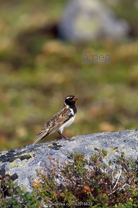 : Lapland Longspur / Lapland Bunting : Lapland Longspur / Lapland Bunting