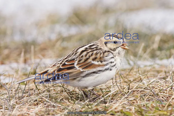 : Lapland Longspur / Lapland Bunting : Lapland Longspur / Lapland Bunting