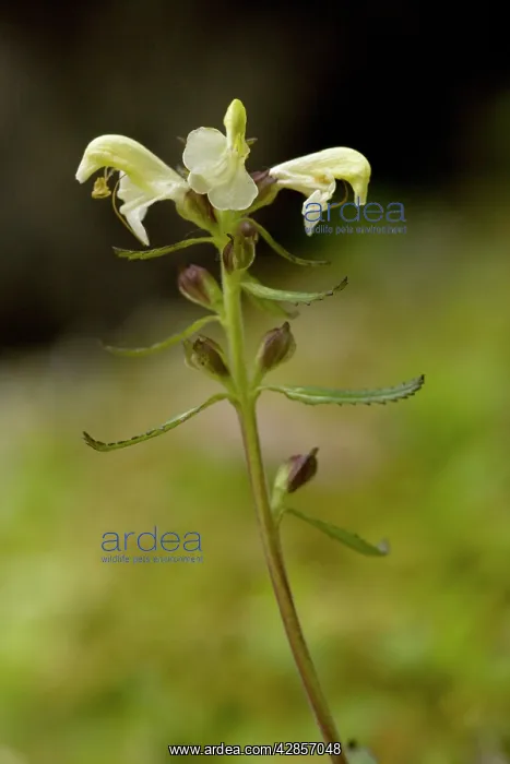 : Lapland lousewort in flower : Lapland lousewort in flower