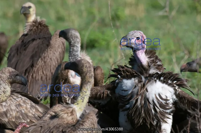 : Lapped-faced Vulture (Torgos tracheliotus) : Lapped-faced Vulture (Torgos tracheliotus)