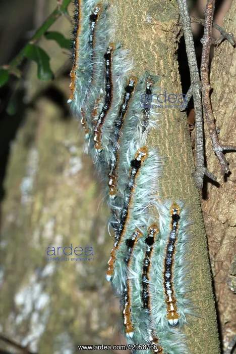 : Lappet / Eggar moth caterpillars congregating on : Lappet / Eggar moth caterpillars congregating on