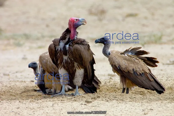  : Lappet-faced (Aegypius tracheliotus) and White-backed