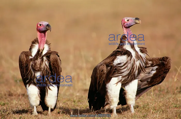  : Lappet-faced  /  Nubian Vulture