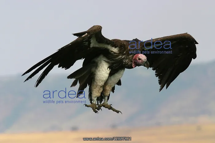 : Lappet-faced / Nubian Vulture - in flight : Lappet-faced / Nubian Vulture - in flight
