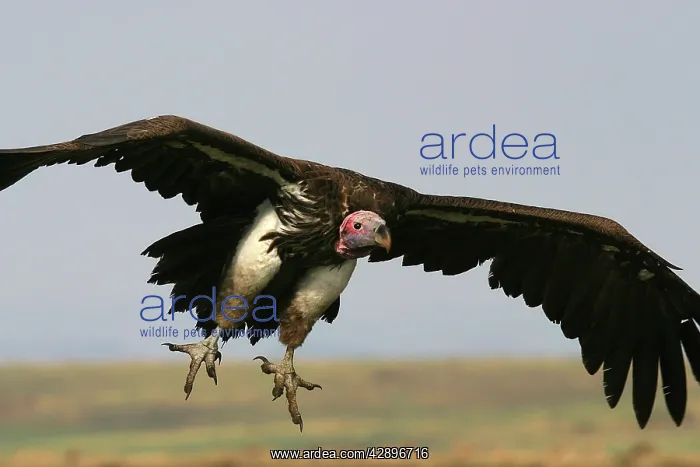 : Lappet-faced / Nubian Vulture - In flight : Lappet-faced / Nubian Vulture - In flight