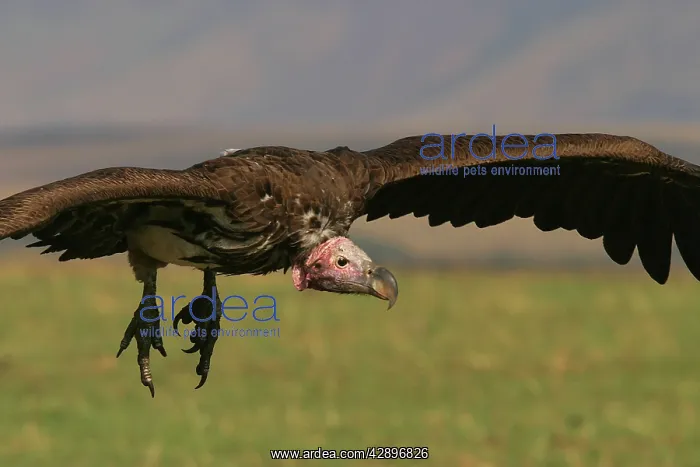 : Lappet-faced / Nubian Vulture - In flight : Lappet-faced / Nubian Vulture - In flight