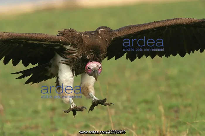 : Lappet-faced / Nubian Vulture - in flight : Lappet-faced / Nubian Vulture - in flight