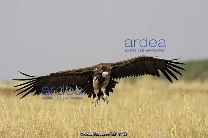 : Lappet-faced / Nubian Vulture - in flight : Lappet-faced / Nubian Vulture - in flight