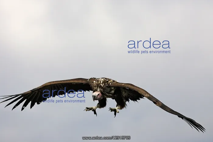 : Lappet-faced / Nubian Vulture - in flight : Lappet-faced / Nubian Vulture - in flight